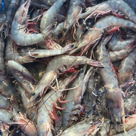 Coastal Louisiana shrimp caught in Gulf waters. (Photo credit: Internet archive)