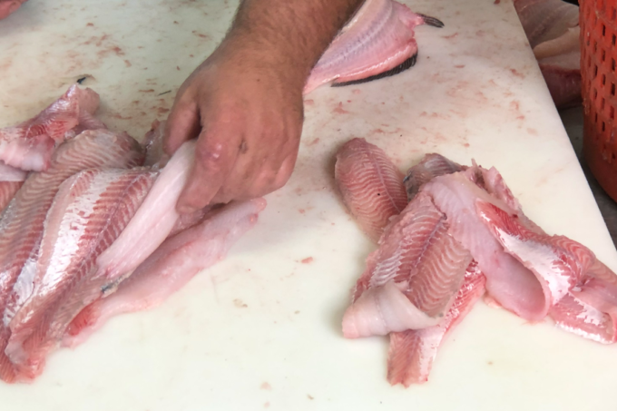 Wild-caught catfish fillets. (Photo credit: George Graham)