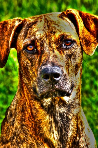 Catahoula