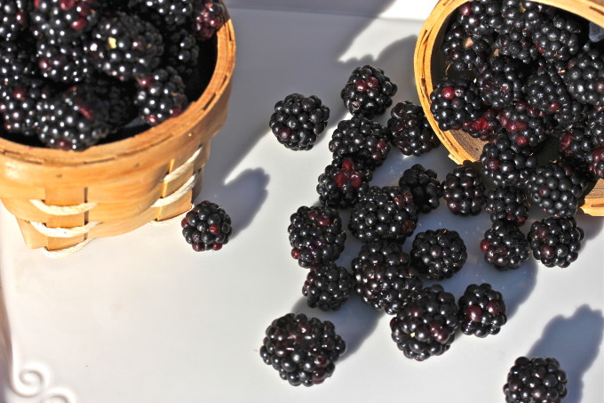 Louisiana Blackberries used in Cajun recipes.