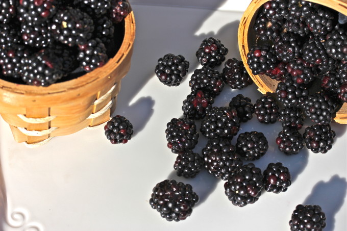 Louisiana Blackberries used in Cajun recipes. Louisiana Blackberries used in Cajun recipes.