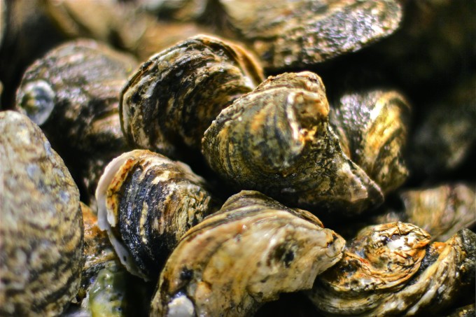 Fresh Oysters