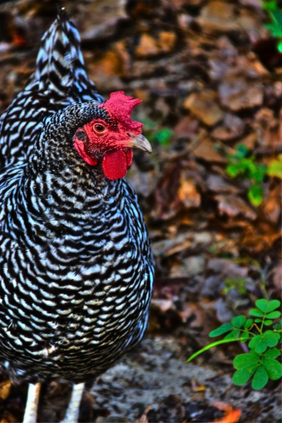 Chicken is a traditional Cajun Recipe 