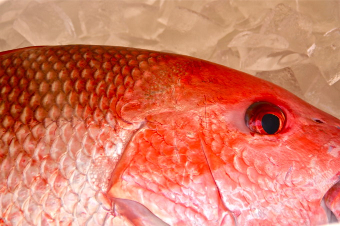 Red snapper--a common seafood seen in many Cajun recipes. Fresh red snapper: perfect for your next Cajun recipe.