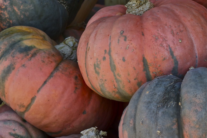 Pumpkins Pumpkins