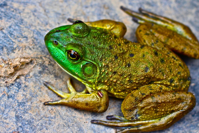 Frog close up Frog close up