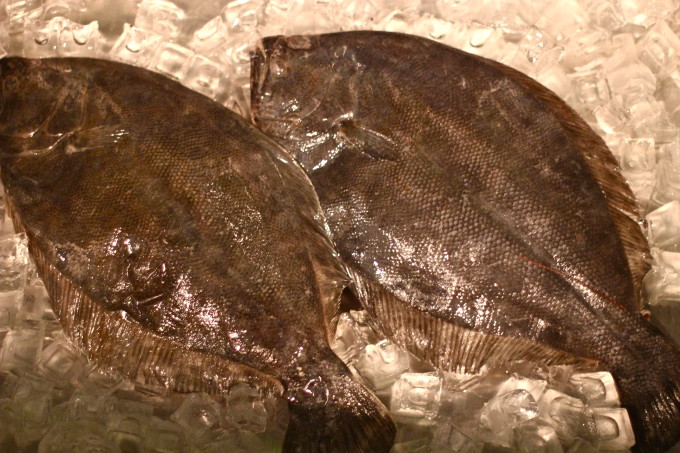 Fresh Gulf flounder on ice.