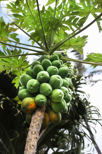 PapayaTree PapayaTree
