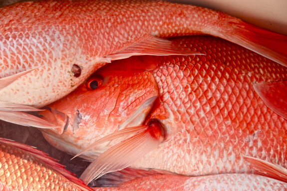 Fresh redfish is a Cajun tradition. Fresh fish for a tasty Cajun recipe.