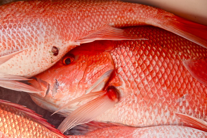 Fresh whole Gulf red snapper is used in my Salt-Encrusted Red Snapper.