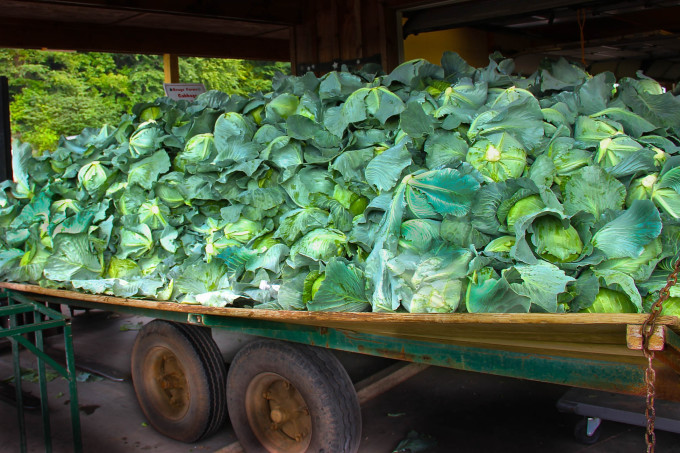 Cabbage is a farm-to-market essential for Louisiana cooking.