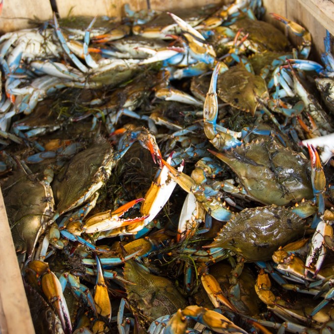 Crabs for my Stuffed Crab recipe Live blue crabs ready for a tasty Cajun recipe.