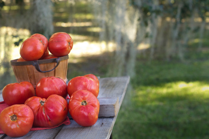 Ripe home-grown tomatoes bursting with juice.