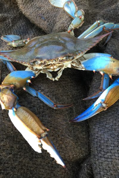 Fresh blues from Vermilion Bay are the star of this étouffée--a classic Cajun recipe.