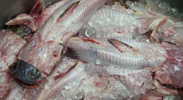 Freshly caught and cleaned, wild catfish ready for the fillet knife..