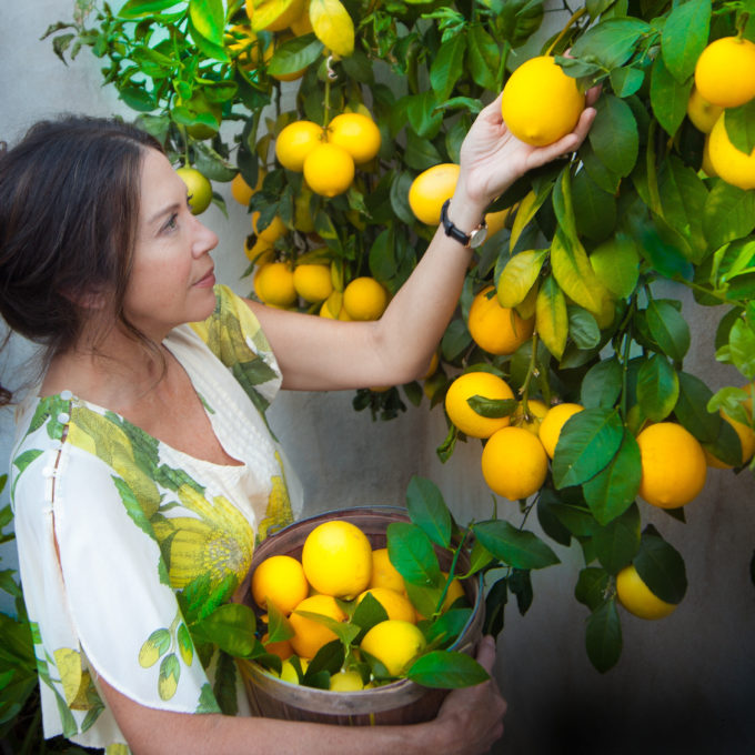 Meyer lemons are the key to my Lemon/Rosemary Rum Cooler.