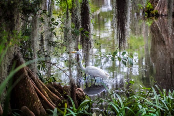 In the middle of Lafayette, Cypress Lake on the UL campus is a eco sanctuary.