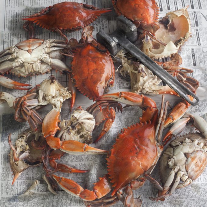 Louisiana blue crabs turn bright red when boiled.