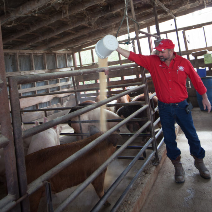 T-Boy raises his own hogs for all his products.