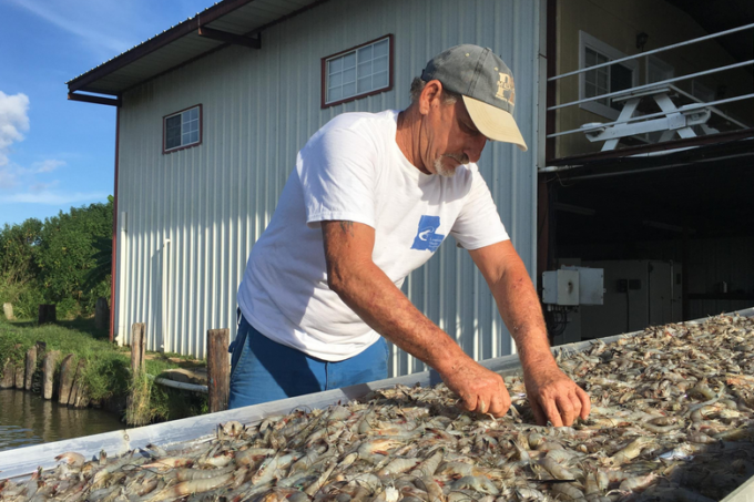 After a night's catch, Acy Cooper sorts shrimp dockside. (Photo credit: Travis Lux)