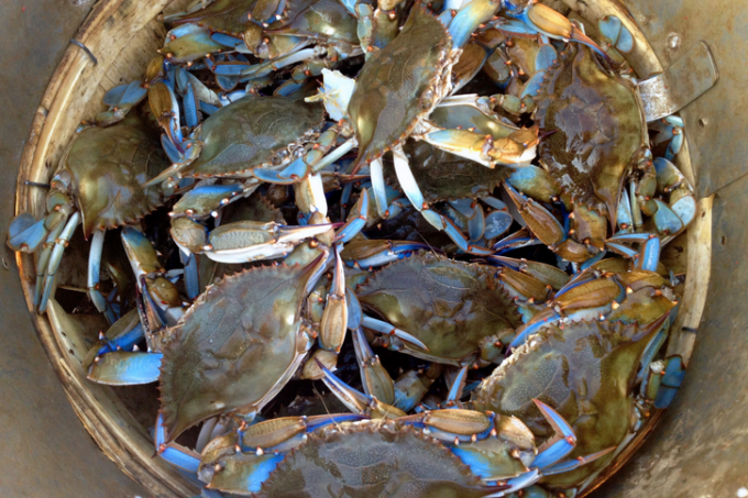 Blue crabs are the mainstay product for Luke's Seafood. (Photo credit: Internet archive)