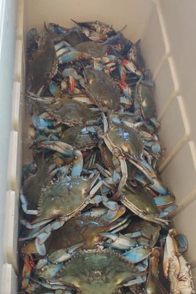 Live blue crabs heading to the steamer. (Photo credit: Internet archive)