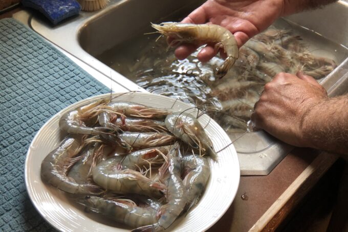 When thawed, plate-frozen shrimp are as close to fresh as can be. Notice the legs and antennae are left intact. (Photo credit: George Graham)