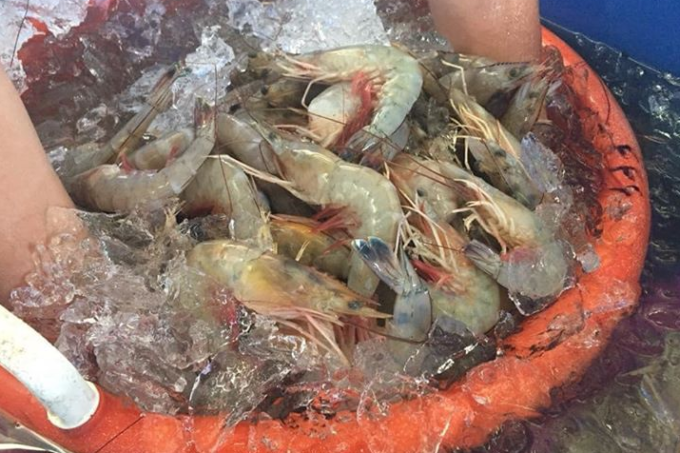 Gulf shrimp from Louisiana coastal waters. (Photo credit: Faith Family Shrimp)