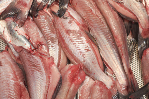 Cleaned whole catfish on the bone.