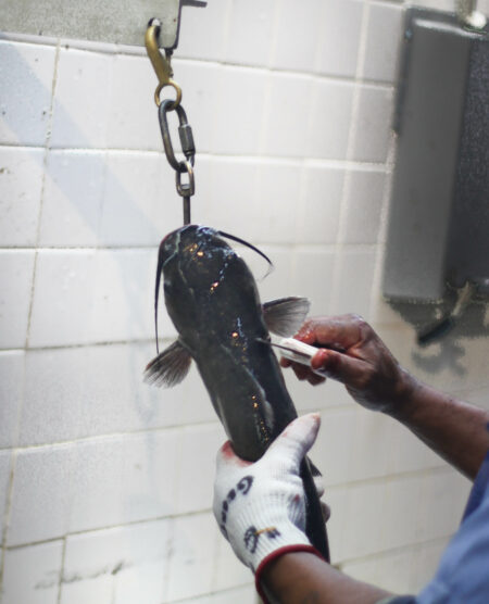 Skinning a wild-caught catfish takes talent.